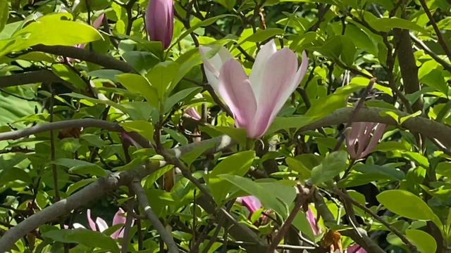 ОЧЕНЬ Красивое Видео \ЦВЕТЫ \Ботанический Сад им. Гришко Киев смотреть онлайн