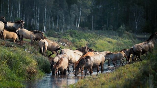 Расслабляющая музыка успокаивает нервы ? музыка для души и восстанавливает здоровье смотреть онлайн