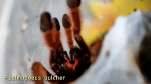 Определение пола Psalmopoeus pulcher