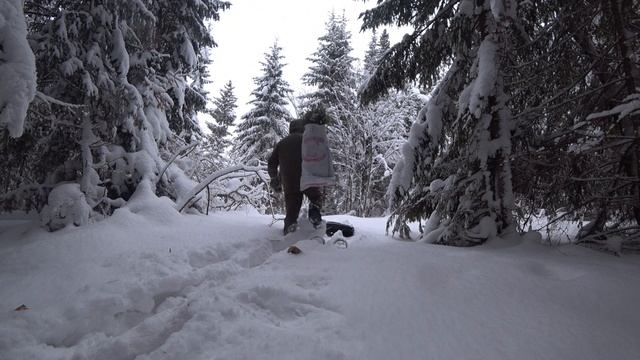 Два часа работы 500 р. в кармане. Пихтовые веники. Собрал, связал, продал. Заработок в деревне зимо смотреть онлайн