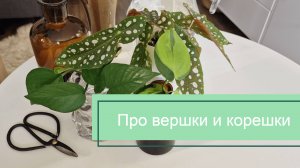 ЧЕРЕНКИ и УКОРЕНЕНИЕ: как что-нибудь отрезать, чтобы из этого что-нибудь выросло
