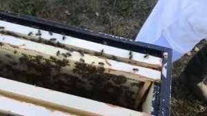 Пчеловодство. Качаем мёд на даче