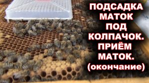 Подсадка маток под колпачок. Прием маток (окончание).