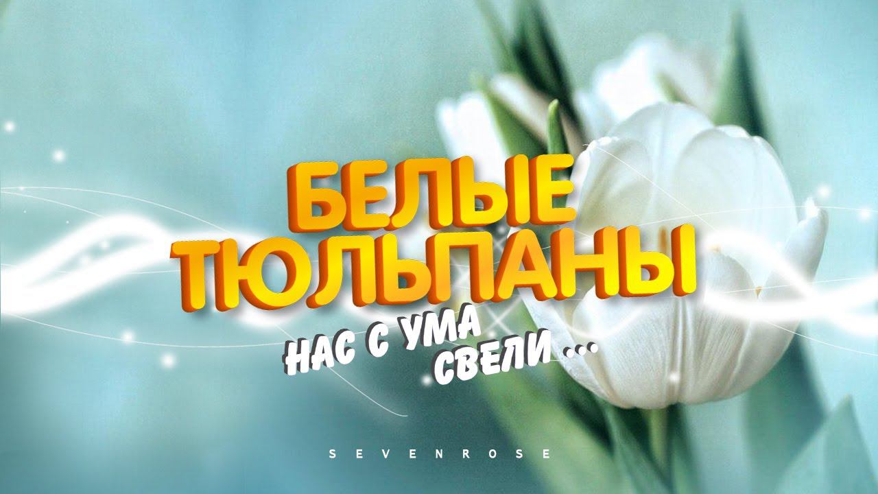 БЕЛЫЕ ТЮЛЬПАНЫ - ВЕСТНИКИ ЛЮБВИ / гр. SEVENROSE и Алевтина Бердникова / Версия 2023