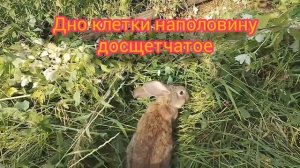 КАК НАЧАТЬ РАЗВОДИТЬ кроликов. Разведение и содержание кроликов в подсобном хозяйстве.