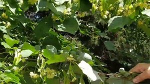 Липа.Сбор цветков#linden picking flowers