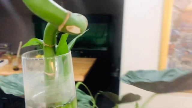 NASA’nın önerdiği oksijen kaynağı Alocasia Bitkisi смотреть онлайн