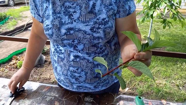 ЧЕРЕНКОВАНИЕ МЕТЕЛЬЧАТОЙ ГОРТЕНЗИИ