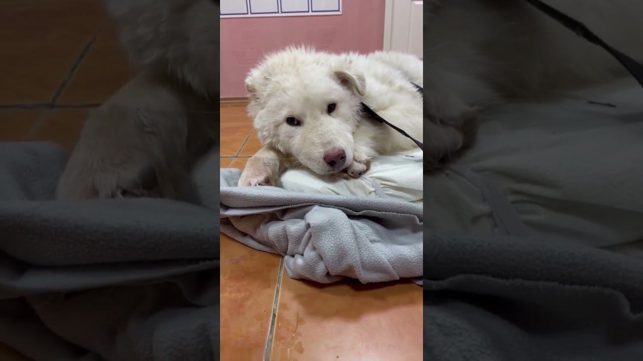 Вмерзшего в сугроб пса без лап, спасли в Нижневартовске. смотреть онлайн