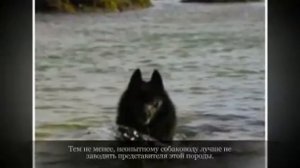 Маленькие породы собак ШИППЕРКЕ