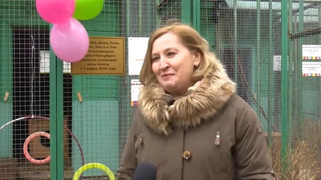 День рождения лисы Алисы смотреть онлайн