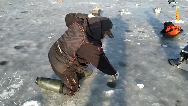 Вываживание форели. Озеро "Развилка", Платник у поворота на Константиново (нефтебазу) Раменский р-н