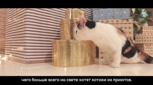 Трогательная новогодняя социальная реклама про бездомных животных (Приют для кошек Матроскин, Пермь)