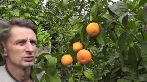 Мандариновый гибрид Citrus "Clemapo delice"