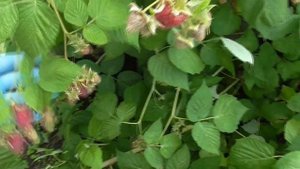 КАСКАД ХАРВЕСТ - новый, летний сорт малины из США.