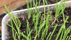 Выращивание лука из семян. Эксибишен, Ялтинский, Брунсвик, порей, вторая стрижка