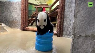 Панда Жуи в Московском зоопарке играет с бочкой воды — видео