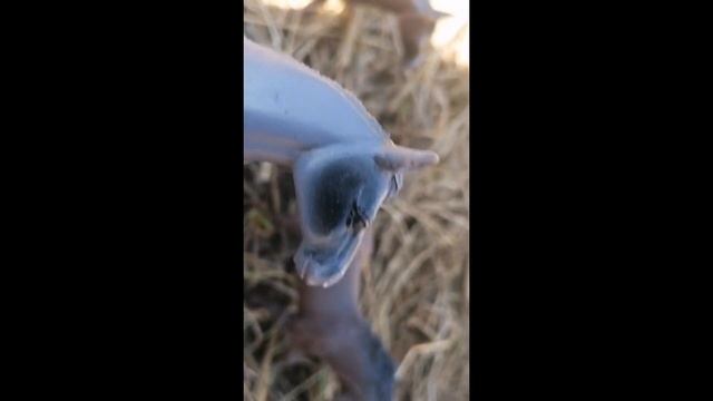 мы растём/Стала сильнее/клип??? смотреть онлайн