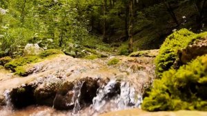 Peaceful music, Relaxing music, Instrumental music "Through the Trees" Tim Janis