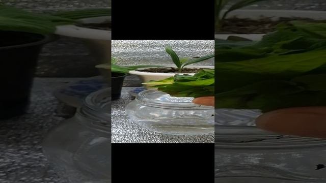 Укоренитель для гортензий своими руками