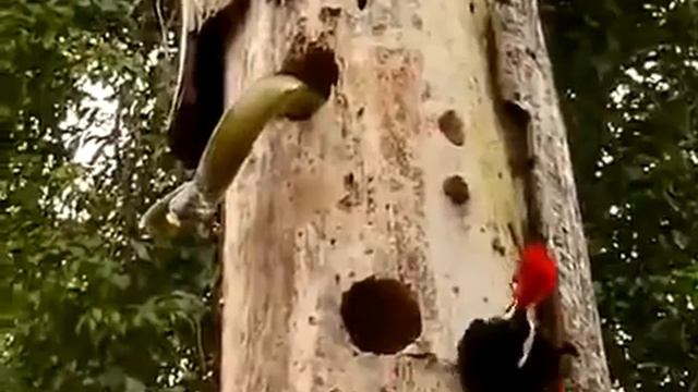 Копия видео "Битвы животных Дятел vs Змея" смотреть онлайн