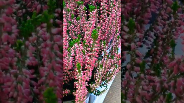 Garden Heather