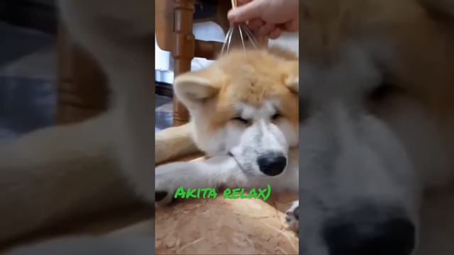 Akita inu relax) #akitainu #акитаину #akita #акита #akitalovers #akitaworld #japaneseakita #щенки смотреть онлайн