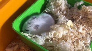 Джунгарский хомяк. Кормим джунгарика арахисом. Жизнь хомячка Часть 2