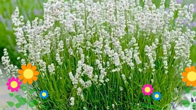 Лаванда узколистная Ellagance Ice. Краткий обзор, описание характеристик, где купить саженцы смотреть онлайн