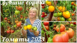 Томаты 2023. УРОЖАЙНЫЕ Проверенные СОРТА и новые НЕ ПОДВЕДУТ в любую погоду.