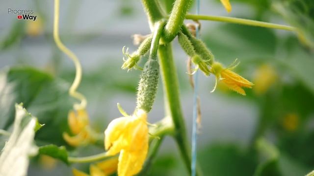 ПЛОХОЙ УРОЖАЙ ОГУРЦА?! ДВЕ ПОДКОРМКИ ВСЕ ИСПРАВЯТ! смотреть онлайн