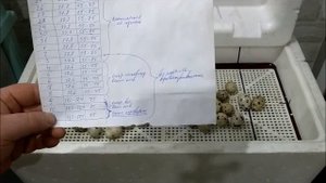 Инкубация перепелов "НЕСУШКА ПОСЛЕ ДОРАБОТКИ"