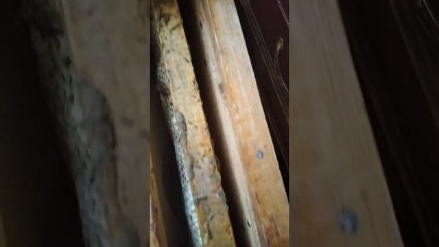 Содержание пчел в квартире
