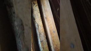Содержание пчел в квартире
