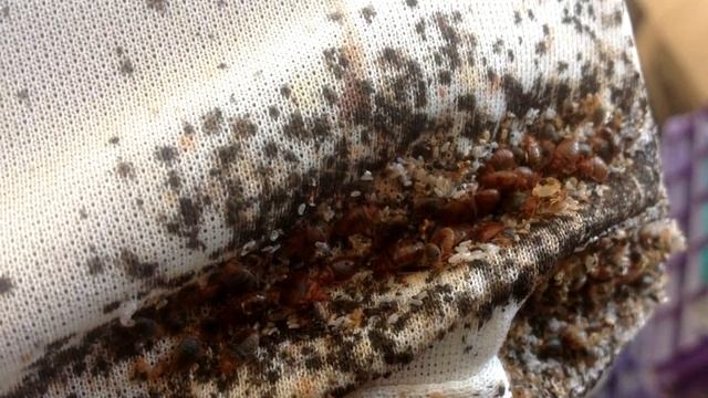 В вашей постели могут быть клопы