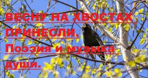 Весну на хвостах принесли! Автор стихотворения и видео А. Соколов.
