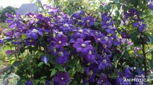 Как вырастить роскошный клематис