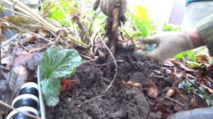 Как сохранить хрен на зиму || Морозилка вам в помощь || Показываю весь процесс от начала до конца