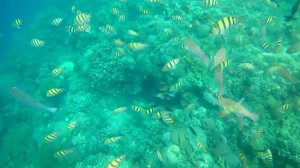 Баликасаг, Филиппины, Снорк