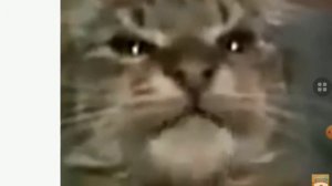 кит ты маму мав- откуда мем?