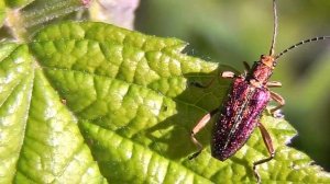 Что за жук не знаю, но очень красивый!.mp4