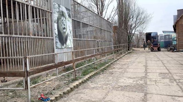 Олег Зубков снова в Мариуполе! Чтобы завести львицу без усыпления пришлось принести ЕЕ ЛЬВЕНКА! смотреть онлайн