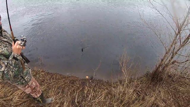 СЫРТЬ ПРЕТ В РЕКУ НА НЕРЕСТ! Ловля вимбы на фидер и донку смотреть онлайн