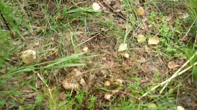 грибы, Сибирь, август смотреть онлайн