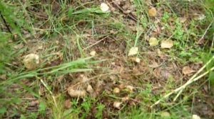 грибы, Сибирь, август