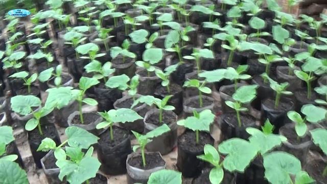 ВЫРАЩИВАНИЕ РАССАДЫ ОГУРЦОВ-расстановка и первая подкормка. ЧАСТЬ 3 смотреть онлайн