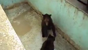 Молодые бурые медведи "дерутся"!!!!