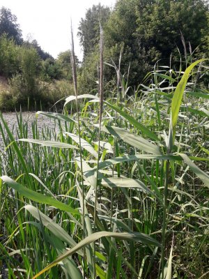 45. Тростник обыкновенный - Phragmites australis