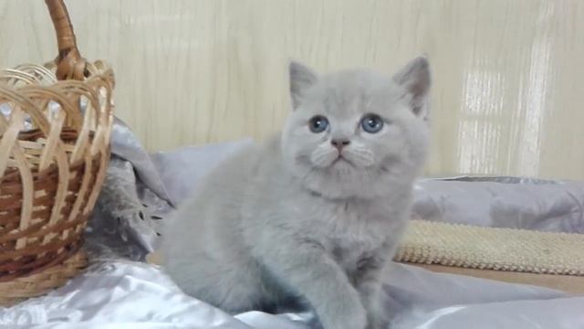 шотландская кошечка лилового окраса - продажа смотреть онлайн