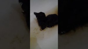 Нашли котёнка на улице